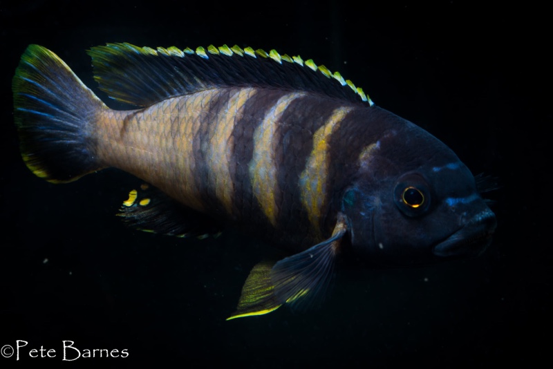 Gephyrochromis sp. 'sand' Londo
